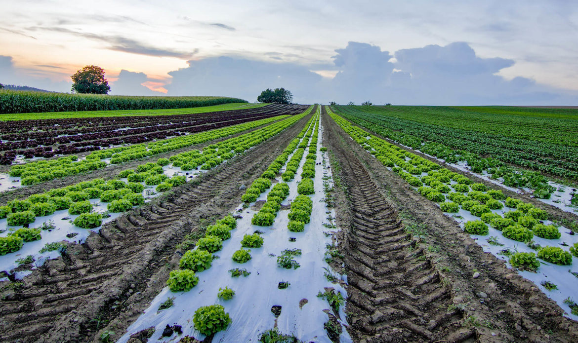 Organic agriculture. Органическая ферма. Экологическое земледелие в России. Органического сельского хозяйства в мире. Органическое сельское хозяйство за рубежом.